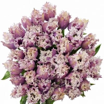 Tulipán FR CUMMINS 47cm/60g