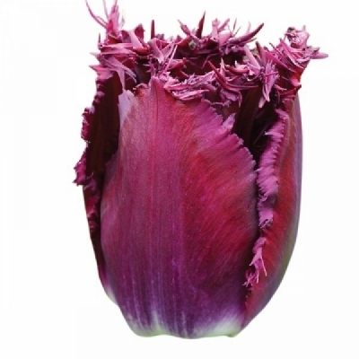 Tulipán FR CURLY SUE