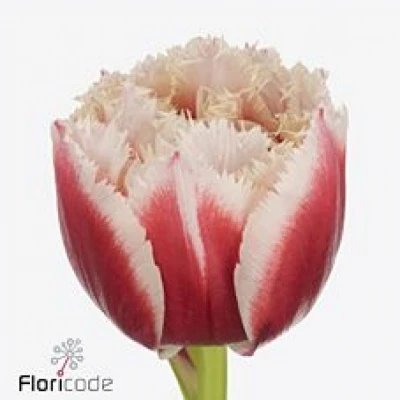 Tulipán FR DOUBLE CRYSTAL 38cm/35g