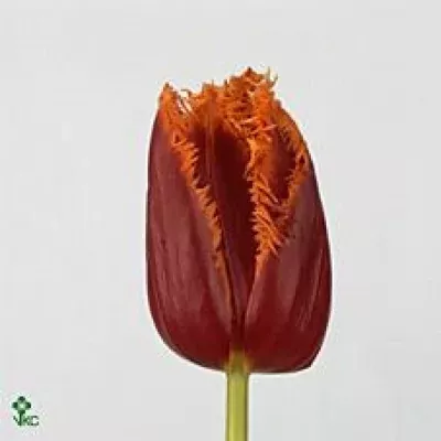 Tulipán FR FABIO 40cm/35g