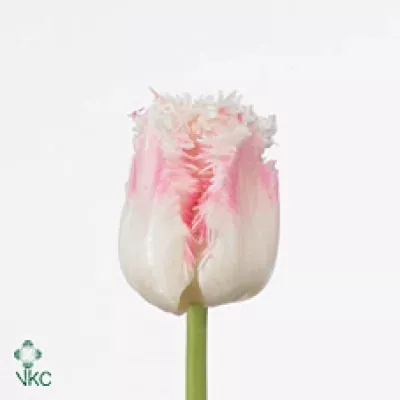 Tulipán FR GALERIE
