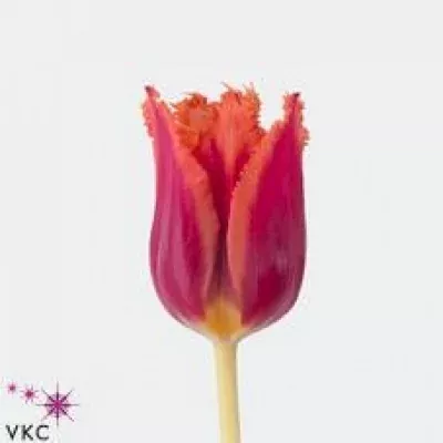 Tulipán FR GUSTO 35cm/28g