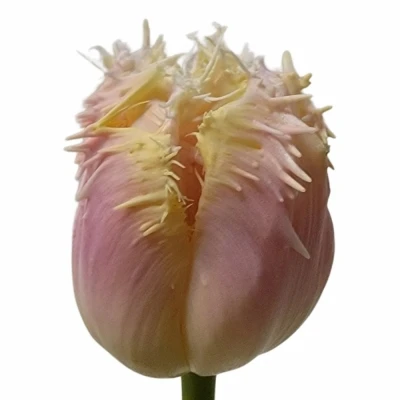 Tulipán FR HAWAII 55cm/50g