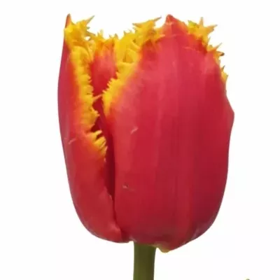 Tulipán FR HIGHWAY 52cm/65g