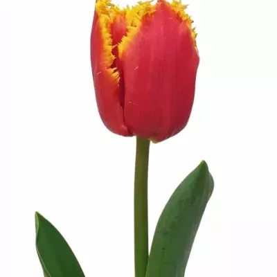 Tulipán FR HIGHWAY 