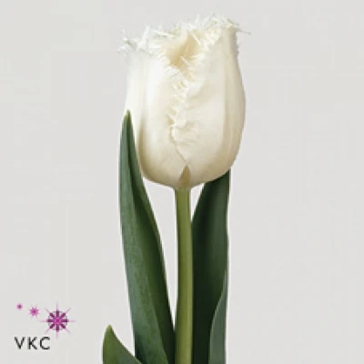 Tulipán FR HONEYMOON