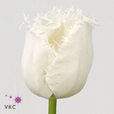 Tulipán FR HONEYMOON 40cm/27g