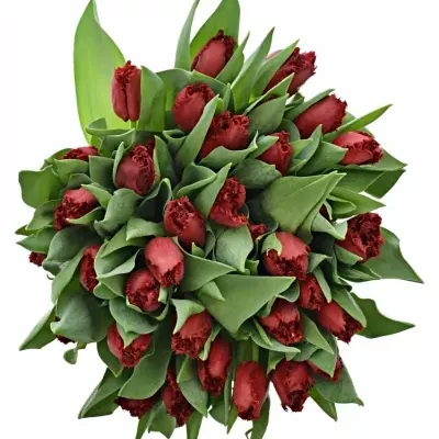 Tulipán FR INDIANA 35cm/35g