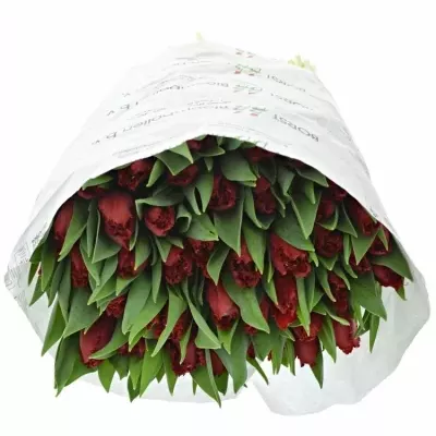 Tulipán FR INDIANA 35cm/35g