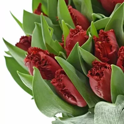 Tulipán FR INDIANA 35cm/35g