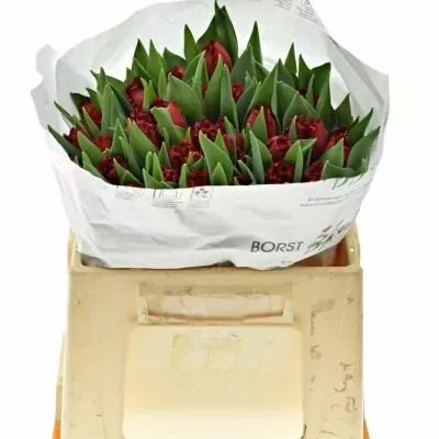 Tulipán FR INDIANA 35cm/35g