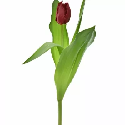 Tulipán FR INDIANA 35cm/35g