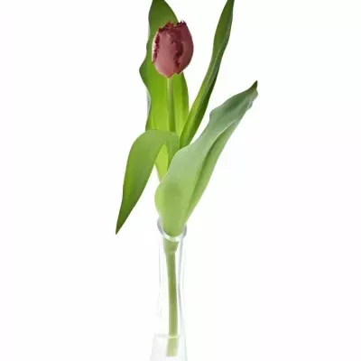 Tulipán FR INDIANA 35cm/35g