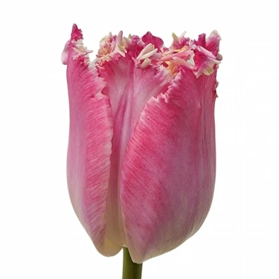 Tulipán FR KATIE MELUA