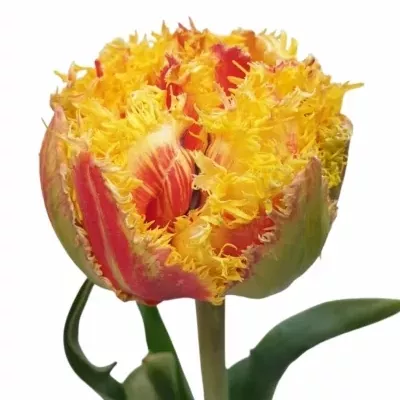 Tulipán FR KENSINGTON 46cm/100g