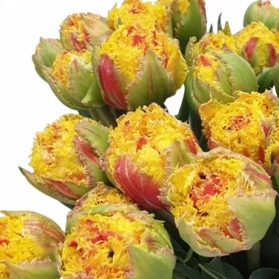 Tulipán FR KENSINGTON 