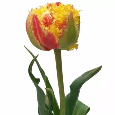 Tulipán FR KENSINGTON 