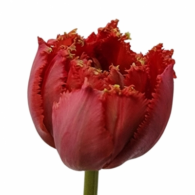 Tulipán FR LA MOUR