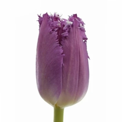 Tulipán FR MAGIC DREAM 36cm/40g