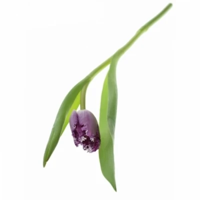 Tulipán FR MAGIC DREAM