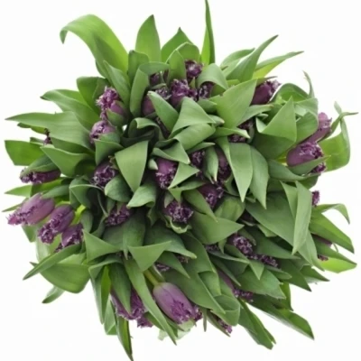 Tulipán FR MAGIC DREAM