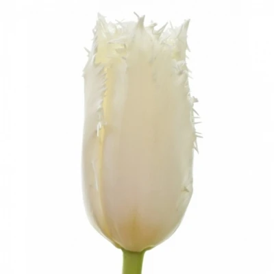 Tulipán FR NORTH POLE 35cm/26g