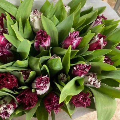 Tulipán FR OV 35 cm / 30 g