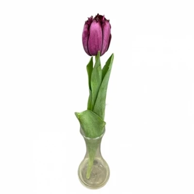 Tulipán FR PURPLE CRYSTAL
