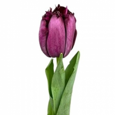 Tulipán FR PURPLE CRYSTAL