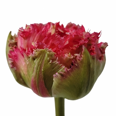 Tulipán FR QATAR