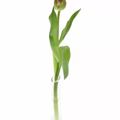 Tulipán FR QUEENSLAND 35cm / 40g