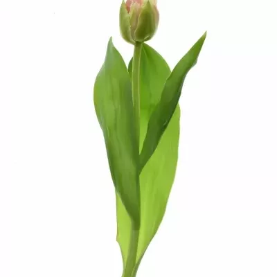 Tulipán FR QUEENSLAND 35cm/40g