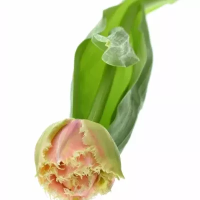 Tulipán FR QUEENSLAND 35cm/40g