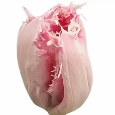 Tulipán FR SANTANDER 38cm/36g