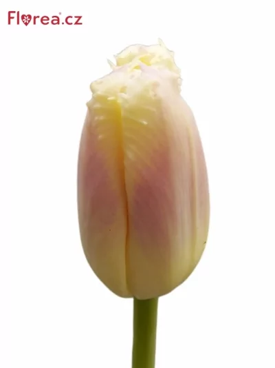 Tulipán FR SIESTA 40cm/34g