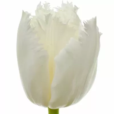 Tulipán FR SMIRNOFF 35cm/24g