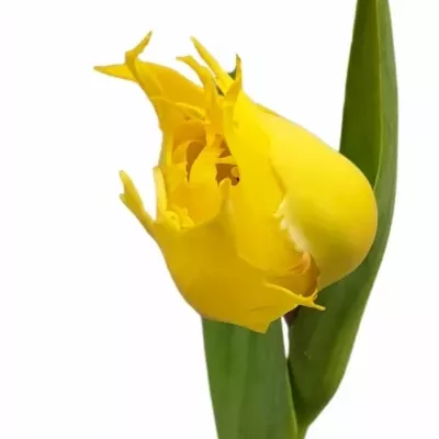 Tulipán FR SUNNY LEO