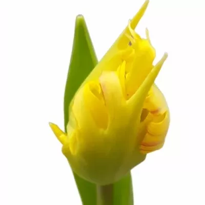 Tulipán FR SUNNY LEO