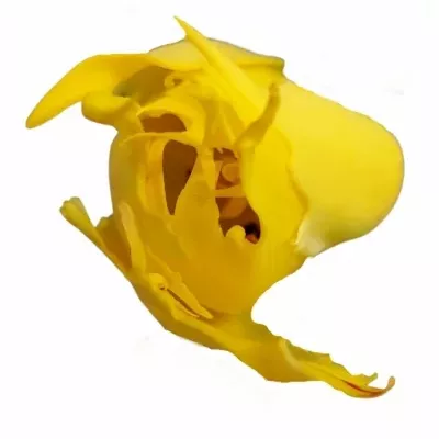 Tulipán FR SUNNY LEO