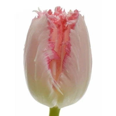 Tulipán FR SWEET SIMONE