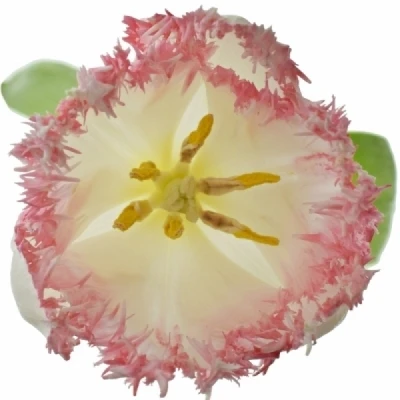 Tulipán FR SWEET SIMONE