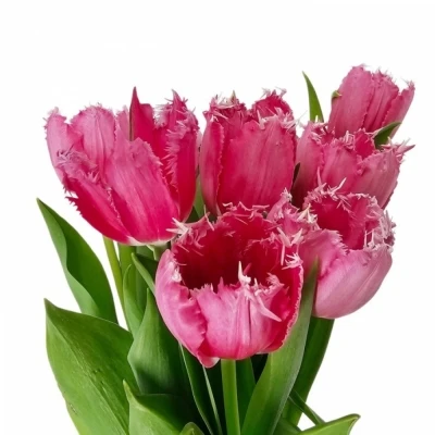 Tulipán FR SWIPE 36 cm / 24 g