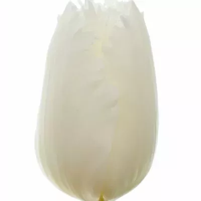 Tulipán FR TONY M 34cm/36g