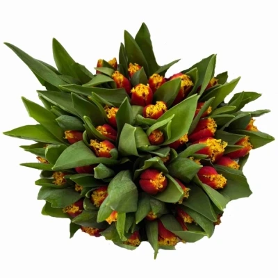 Tulipán FR TOURMALET