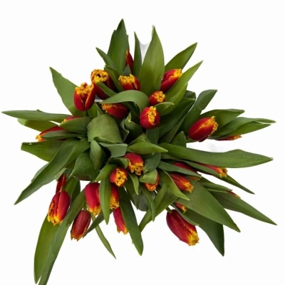 Tulipán FR TOURMALET