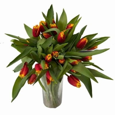 Tulipán FR TOURMALET