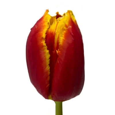 Tulipán FR TOURMALET 48 cm / 46 g