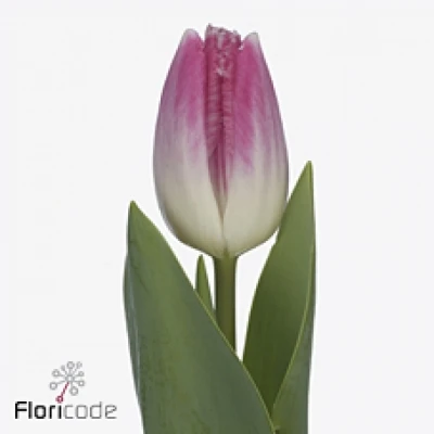 Tulipán FR ULIANA 40 cm / 30 g