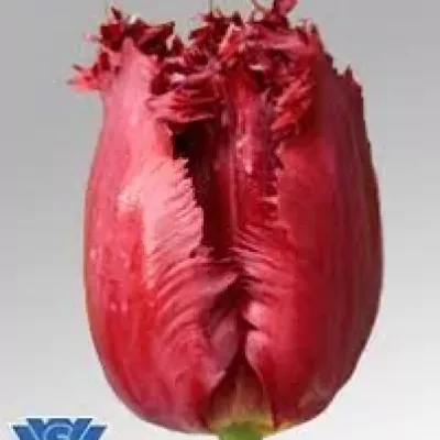 Tulipán FR VERSACI