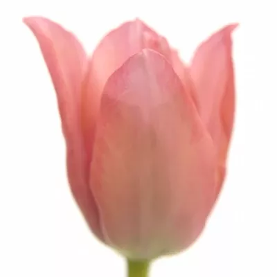 Tulipán LI PRETTY LADY 33cm/24g